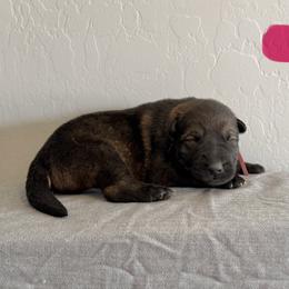 Pink - Sable female German Shepherd puppy in Buckeue, Arizona from Légende Vivante Du Chief Kennel