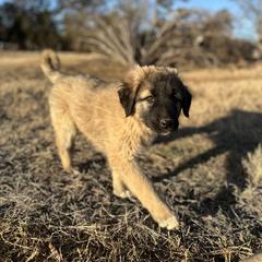 Anatolian Shepherd Dog and Havanese Puppies from Home with Havanese