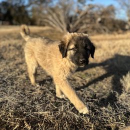 Anatolian Shepherd Dog and Havanese Puppies from Home with Havanese