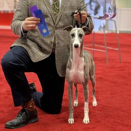 Juniper - Whippet