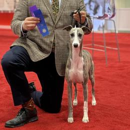 Juniper - Whippet