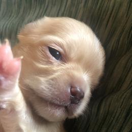 Vincent Price - Gold and white male Chihuahua puppy in Amelia, Virginia from Pannell’s Precious Pups