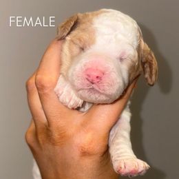 Lilac - Parti female Poodle puppy in Nolensville, Tennessee from White Willow Poodles