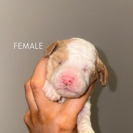 Lilac - Parti female Poodle puppy in Nolensville, Tennessee from White Willow Poodles