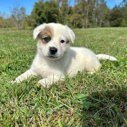 Kodiak - Red mottled male Australian Cattle Dog puppy in Olive Hill, Kentucky from Tompkins Farm