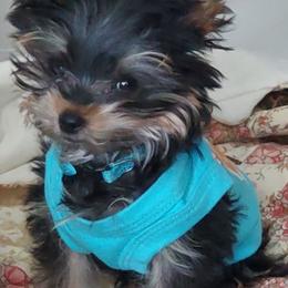 Yorkshire Terrier puppies from Lone Star Yorkies Texas