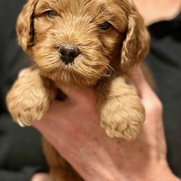 Cream Boy - Apricot male Australian Labradoodle puppy in Bend, Oregon from High Desert Labradoodles