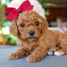 Fern - Red female Cavapoo puppy in Salado, Texas from Red Ranch Dogs