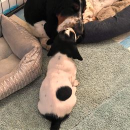 Basset Hound Puppies from Oak Tree Basset Hounds