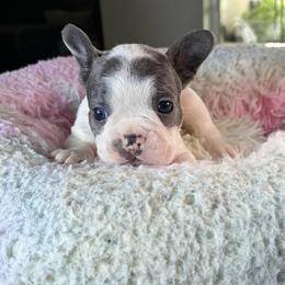 Cookie - Black and white male French Bulldog puppy in St. Cloud, Florida from M & A Frenchies