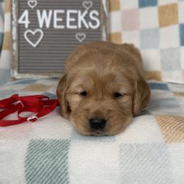 Golden Retriever Puppies from Hailey’s goldens