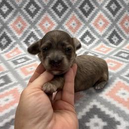GIRL 2 - Brindle female Dachshund puppy in Hoover, Alabama from Tide Town Doxies