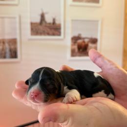 Domino - Tri-color male Cavalier King Charles Spaniel puppy in Gonzales, Texas from Veach Cavaliers & Farm
