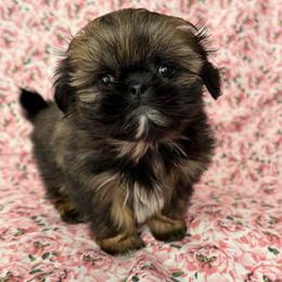 Zelda - Gold female Shih Tzu puppy in Shawnee, Oklahoma from Black Velvet Shih Tzu