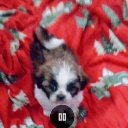 Girl 1 - Brown and white female Shichon puppy in Brainerd, Minnesota from Angie’s Teddy Bear Puppies Minnesota