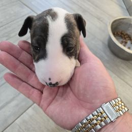 Pup 3 - Black brindle and white male Bull Terrier puppy in Brownsville, Texas from KBs. Bull Terriers