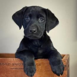 Argyle - Black male Labrador Retriever puppy in Isle, Minnesota from Dog Ear Outfitters