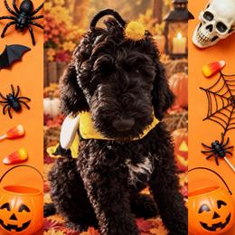 Lime 1300 - Black male Goldendoodle puppy in Salem, Oregon from Capital Doodles