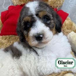 Glacier - Merle male Bernedoodle puppy in Milan, Indiana from Doodles & Spice