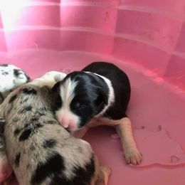Border Collie Puppies from Pearl Winters' Border Collies