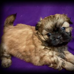 Cici - Gold female Shih Tzu puppy in North Central Oregon, Oregon from T-Amore Shih Tzu