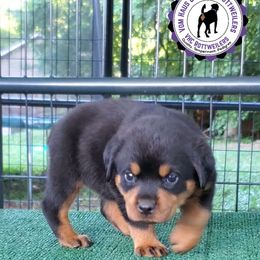 Rottweiler Puppies from Vom Haus Curbeam Rottweiler Kennel, LLC