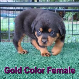 Rottweiler Puppies from Vom Haus Curbeam Rottweiler Kennel, LLC