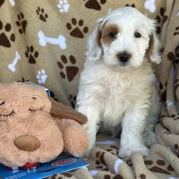 Frosty - Parti male Goldendoodle puppy in Florence, South Carolina from Candy Doodles
