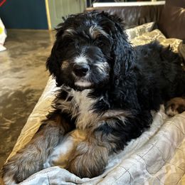 Princess Aurora - Bernedoodle puppy from Backwoods Bernedoodles