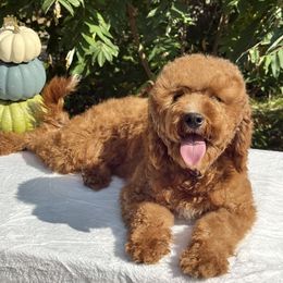Scarlett - Cavalier King Charles Spaniel