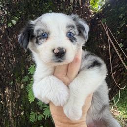 Girl 1 - Blue merle female Australian Shepherd puppy in Lakeland, Florida from Infinite Aussies