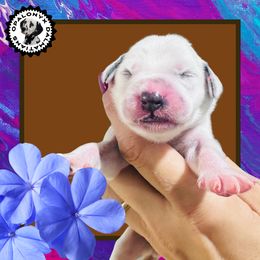 Brown - White and black male Dalmatian puppy in Morriston, Florida from OpalOnyx Dalmatians