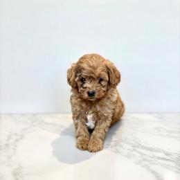 Heart (The Tin Man-inspired boy) - Red  male Goldendoodle puppy in Bells, Texas from Partridge Doodles and Poodles