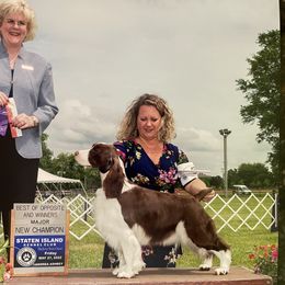 English Springer Spaniel All Grown Up from Ebenezer Valley ESS