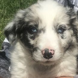 Border Collie Puppies from By Design Farm