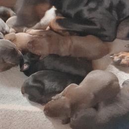 Doberman Pinscher Puppies from Dove's K9 Academy