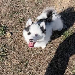 Bandit - Black and white male Pomsky puppy in Mc Minnville, Oregon from West Coast Pomskies