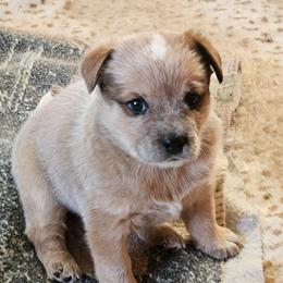 Cinnamon - Red speckled female Australian Cattle Dog puppy in Cora, Wyoming from Lyla Hinman's Australian Cattle Dogs