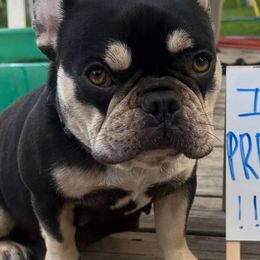 French Bulldogs from Love of Frenchies