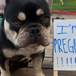 French Bulldogs from Love of Frenchies