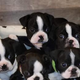 Boston Terrier Puppies from Baldwins Boston Terriers