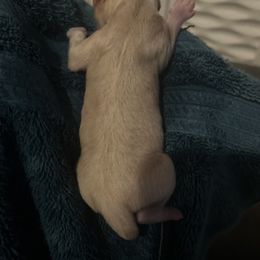 Chinese Crested and Poodle Puppies from Ariella Standard Poodles & Chinese Cresteds