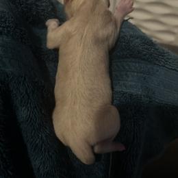 Chinese Crested and Poodle Puppies from Ariella Standard Poodles & Chinese Cresteds