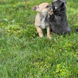 Chihuahua Puppies from Cloud9 Chihuahuas