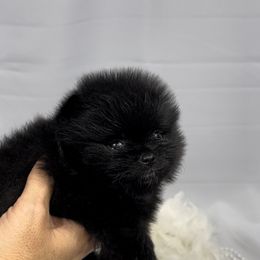 Pomeranian Puppies from Silver’s Reigning Heir Poms