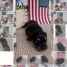Betsy Ross - Black and tan female Cavapoo puppy in St. George, Utah from Ibby Dibby doodles