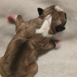 Conan - Seal and white male Boston Terrier puppy in Kingsport, Tennessee from Irish Heart Bostons