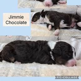Jimmie - Brown and white male Bernedoodle puppy in Boaz, Alabama from Lovin' Doodles