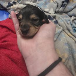 Girl 1 - Cream female Dachshund puppy in Sour Lake, Texas from Rigdon's dachshunds