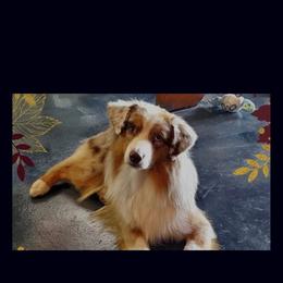 Merlot - Miniature American Shepherd